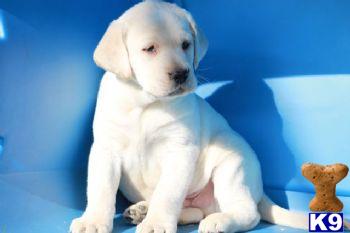 Hailey - Yellow Lab Female